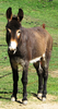 Donkey Standing Image